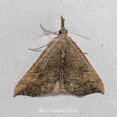 Hypena