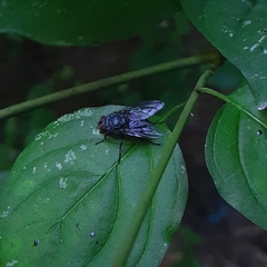 Calliphora vicina