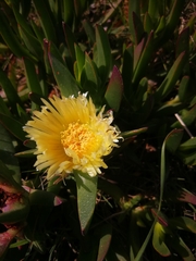 Carpobrotus edulis edulis