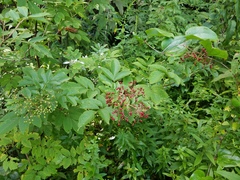 Sambucus
