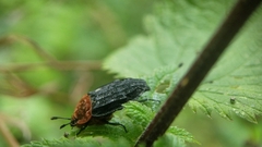 Oiceoptoma thoracicum