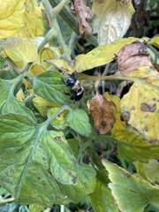 Xylocopa virginica virginica