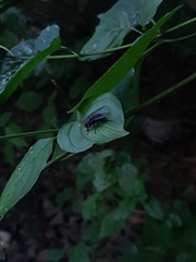 Calliphora vicina