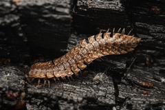 Orthorhachis durabilis