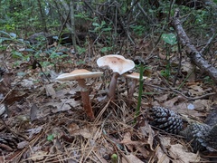 Amanita