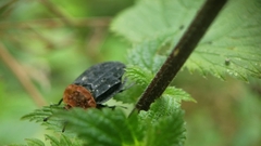 Oiceoptoma thoracicum