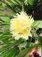 Carpobrotus edulis edulis