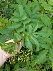 Sambucus