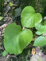 Trachystemon