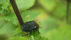 Oiceoptoma thoracicum