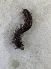 Trigoniulus corallinus