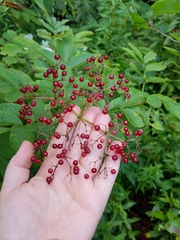 Sambucus