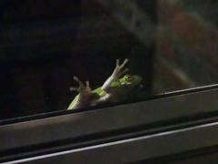 Hyla
