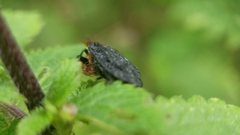 Oiceoptoma thoracicum