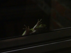 Hyla