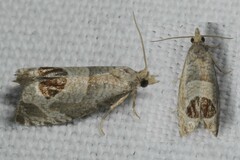 Notocelia uddmanniana