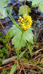 Platanthera cristata