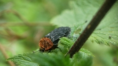Oiceoptoma thoracicum