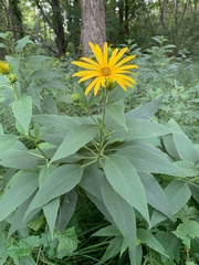 Helianthus