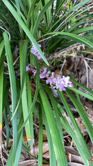 Liriope muscari