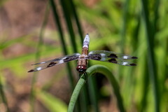 Libellula pulchella