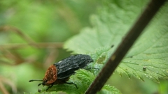 Oiceoptoma thoracicum