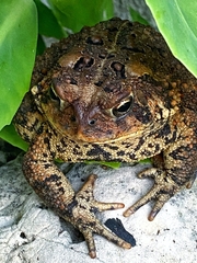 Anaxyrus americanus