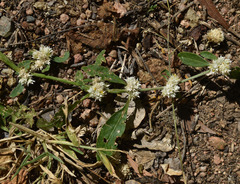 Alternanthera ficoidea