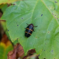 Prosapia bicincta