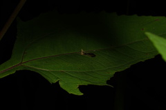 Oecanthus brevicauda