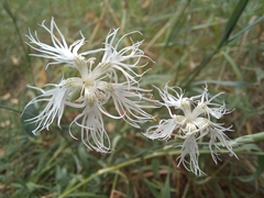 Dianthus superbus