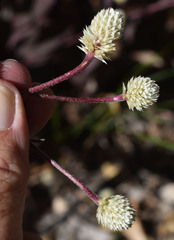 Alternanthera brasiliana