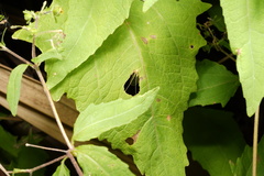 Oecanthus brevicauda