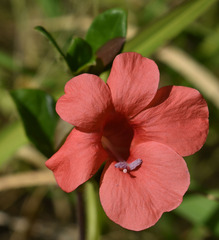 Barleria repens