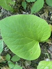 Trachystemon