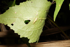 Oecanthus brevicauda
