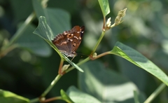 Apatura ilia