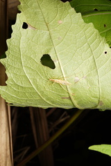 Oecanthus brevicauda