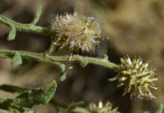 Pterocaulon ciliosum