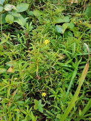 Lysimachia