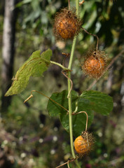 Passiflora foetida