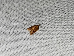 Acleris
