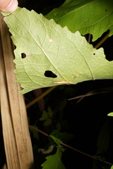 Oecanthus brevicauda