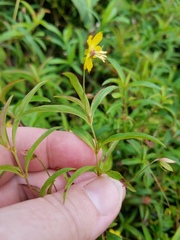 Lysimachia