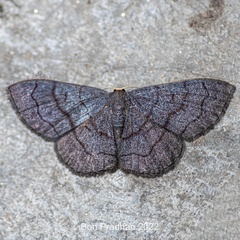 Geometridae