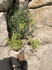 Crithmum maritimum