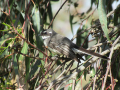 Rhipidura albiscapa