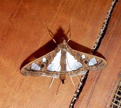 Glyphodes bivitralis