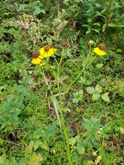 Helenium flexuosum