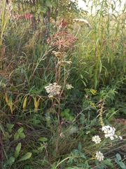 Seseli annuum